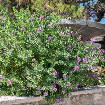 Polygala myrtifolia