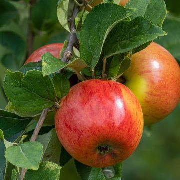 Melo Regina delle Renette