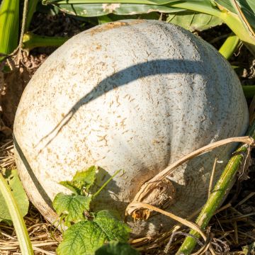 Zucca Blu d’Ungheria BIO