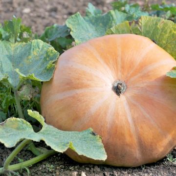 Zucca potiron giallo grande di Parigi Zucca potiron giallo grande di Parigi