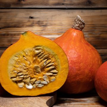 Zucca Uchiki Kuri BIO