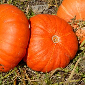 Zucca rosso vivo D'Etampes