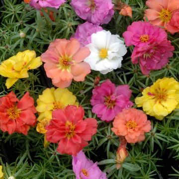 Portulaca Doppia in mix
