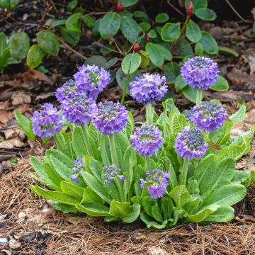 Primula blu Cashmeriana