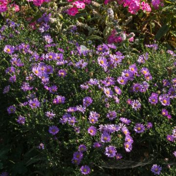 Astro nano settembrino Professor Anton Kippenberg