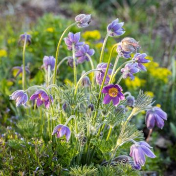 Anemone pulsatilla viola