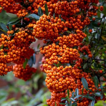 Piracanta SAPHYR ® Arancione 'Cadange'
