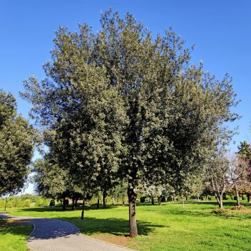 Quercia verde, leccio o Quercus ilex