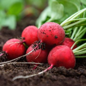 Ravanello tondo scarlatto