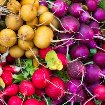 Ravanello rotondo in mix