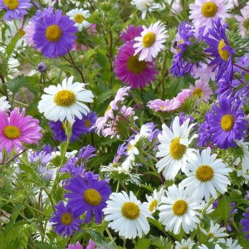 Astro della Cina Madeleine in mix La bustina