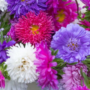 Astro nano della Cina Plume d'Autruche La bustina