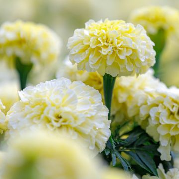 Tagete nano Vanilla F1 Cream