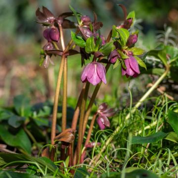 Elleboro Rosa di natale Purpurascens