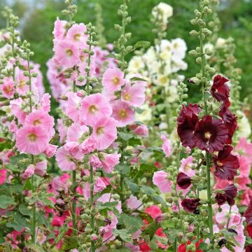 Alcea Malvarosa Malvone semplice - Colori misti