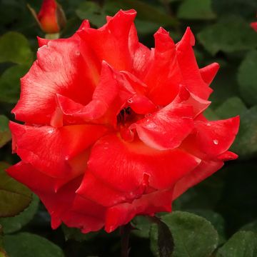 Rosa rampicante CRISTOFORO COLOMBO&#174; Meironssesar