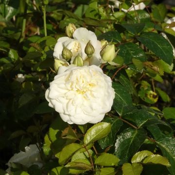 Rosa paesaggistica MARINA PICASSO&#174; Meidyceus