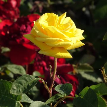 Rosa a cespuglio CARTE D'OR&#174; Meidresia