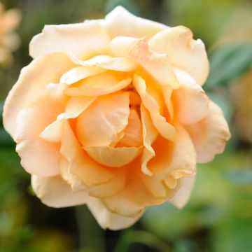 Rosa a cespuglio Casanova
