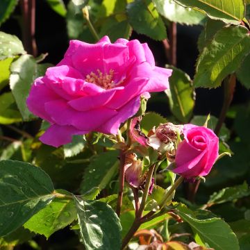 Rosa a cespuglio BLUEBELL&#174; Meimindefer