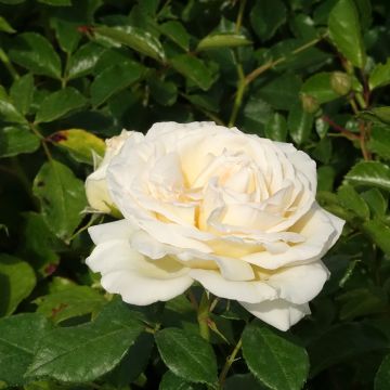 Rosa a cespuglio CAMILLE CLAUDEL&#174; Meiroguste