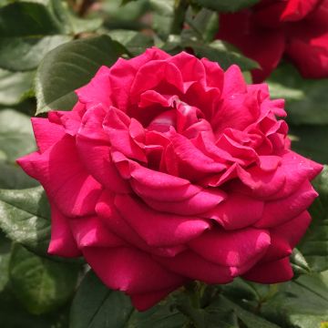 Rosa a cespuglio CHARLOTTE RAMPLING&#174; Meihirvin