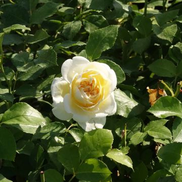 Rosa a cespuglio Lady ROMANTICA&#174; Meiperette