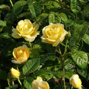 Rosa a cespuglio MICHELANGELO&#174; Meitelov