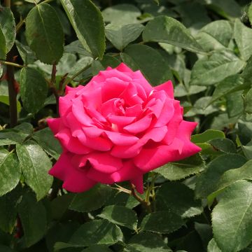 Rosa a cespuglio VELASQUEZ&#174; Meimirtylus