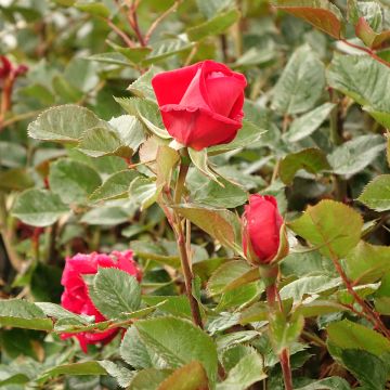 Rosa a cespuglio ROSE DU CICR&#174; Meizilena
