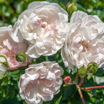 Rosier couvre-sol Swany