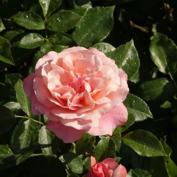 Rosa ad alberello BOTTICELLI&#174; Meisylpho