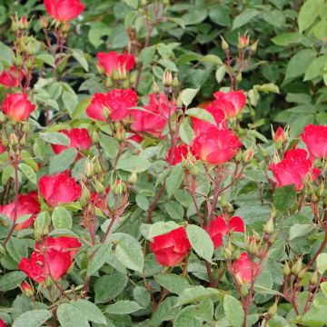 Rosa rampicante COCKTAIL&#174; Meimick