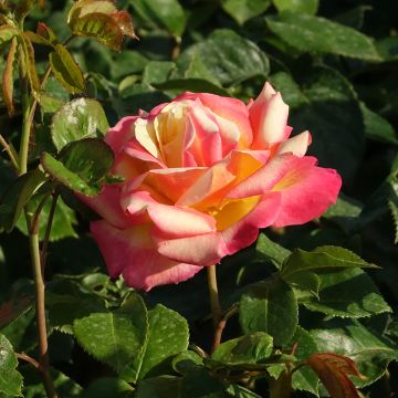 Rosa rampicante Oriental PEACE&#174; Baipeacesar
