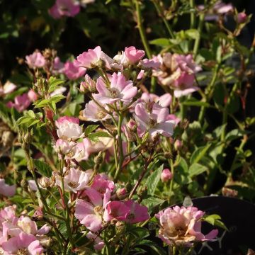 Rosa miniatura GALAXY&#174; Vega Meilcy002