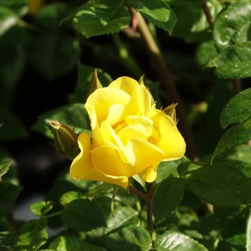 Rosa paesaggistica LIANE FOLY&#174; Meijecycka