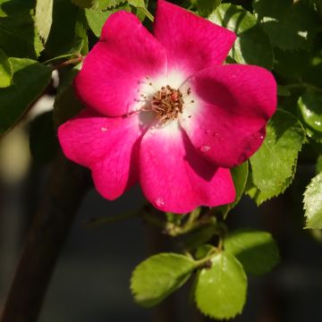 Rosa ad alberello FRIENDLY ® Purple Meicosme