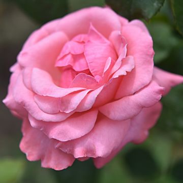 Rosa paesaggistica Queen Elisabeth