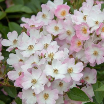 Rosa antica Ballerina