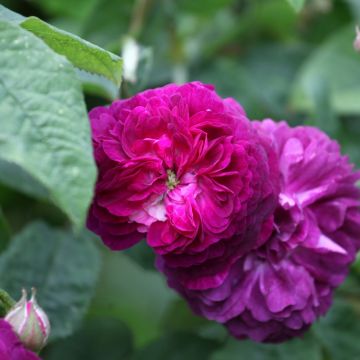 Rosa antica Cardinal de Richelieu (1840)