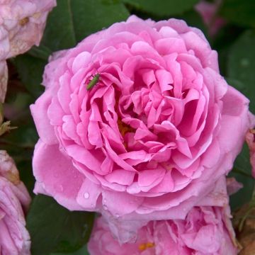Rosa antica Comte de Chambord (1858)