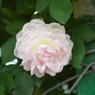 Rosa antica Coscia di Ninfa