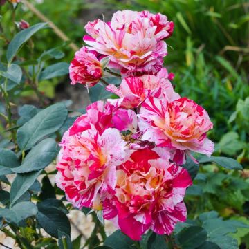 Rosier ancien Ferdinand Pichard