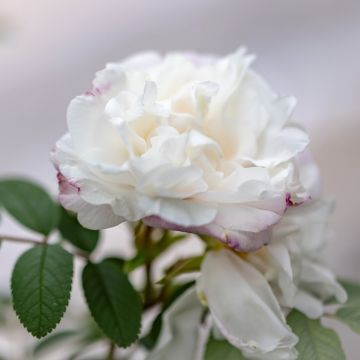 Rosa antica Little White Pet (1879)
