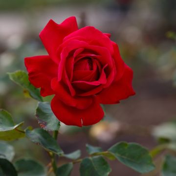 Rosa a cespuglio Dame de C?ur