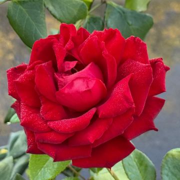 Roseto arbustivo INGRID BERGMAN® Poulman