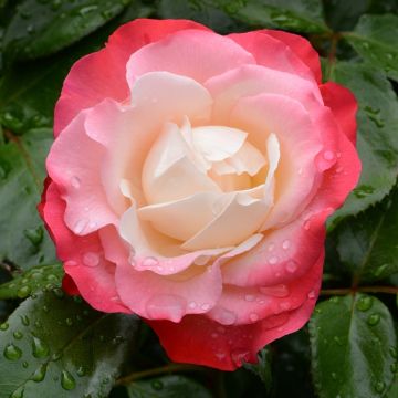 Rosa a cespuglio NOSTALGIE&#174; TANeiglat