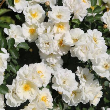 Rosa a mezzofusto LA GRANDE MOTTE® Meimeigea