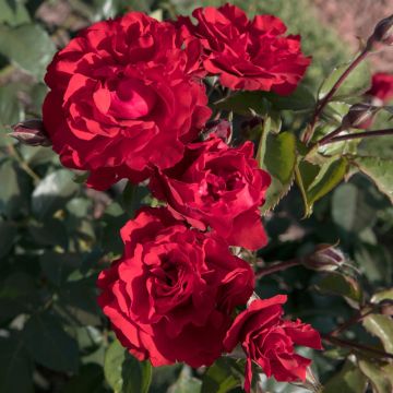 Roseto a mezzofusto MATTHIAS MEILLAND ® Meifolio