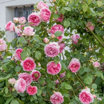 Rosa rampicante Mini Pierre de Ronsard ® Meibigboni